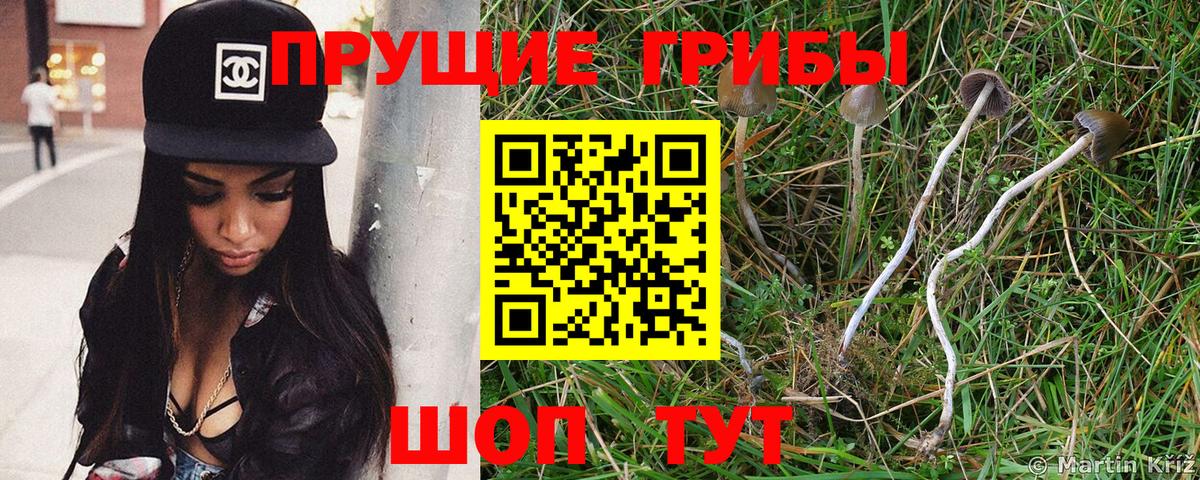 Псилоцибиновые грибы мицелий Протвино